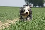 BEARDED COLLIE 259